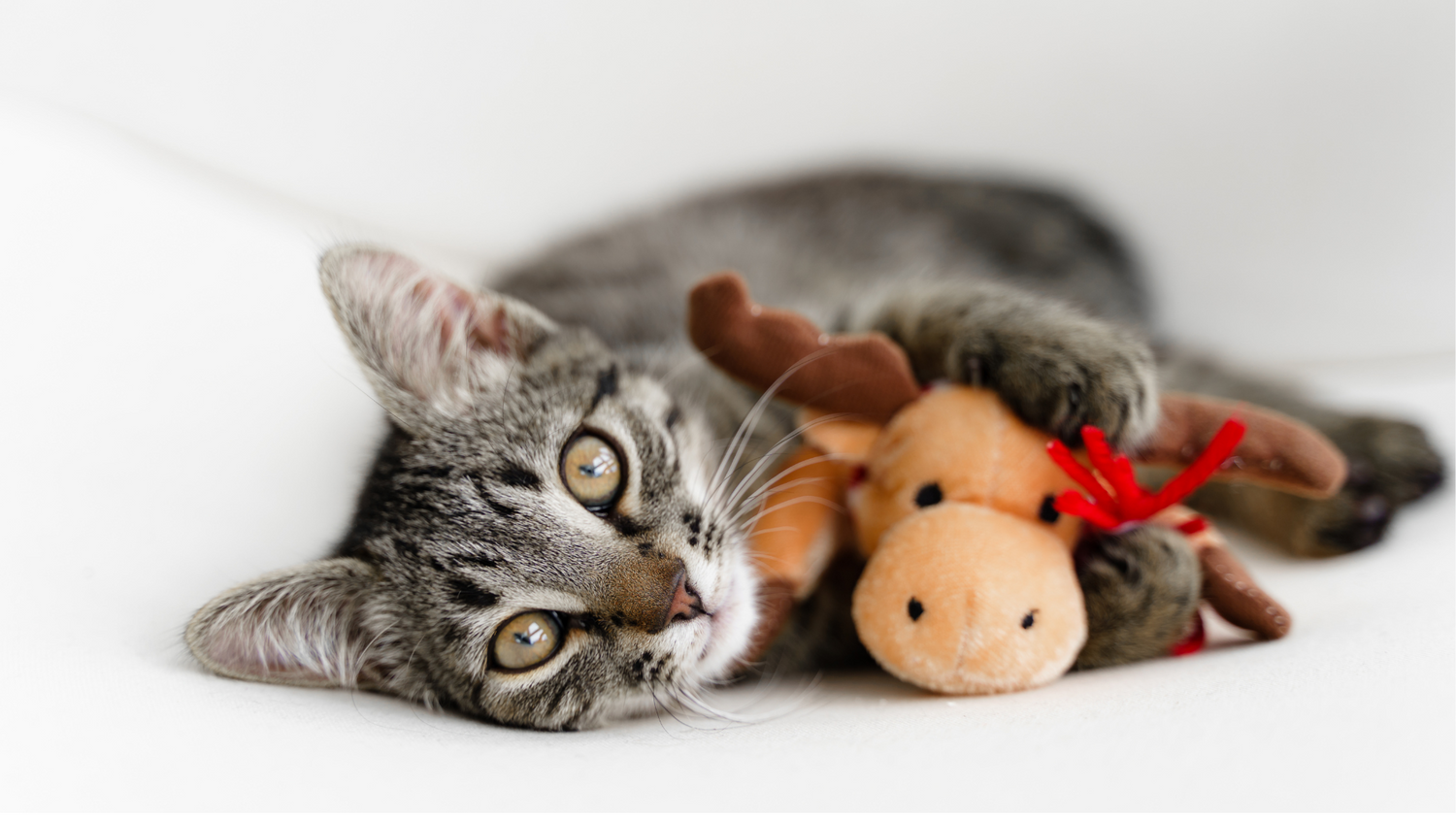 Cat Toys Fred's Paws and Tails