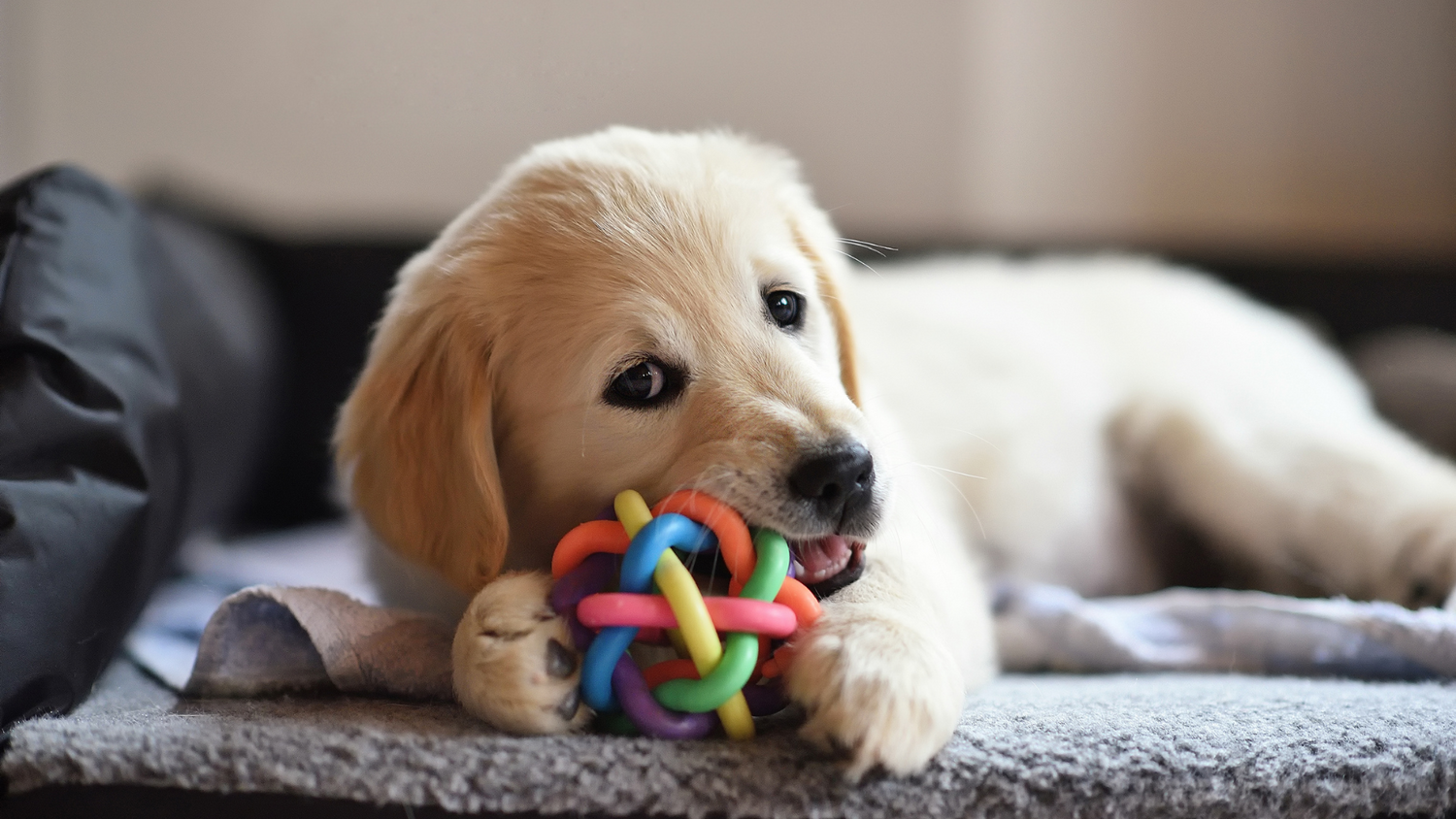 Dog Toys Fred's Paws and Tails